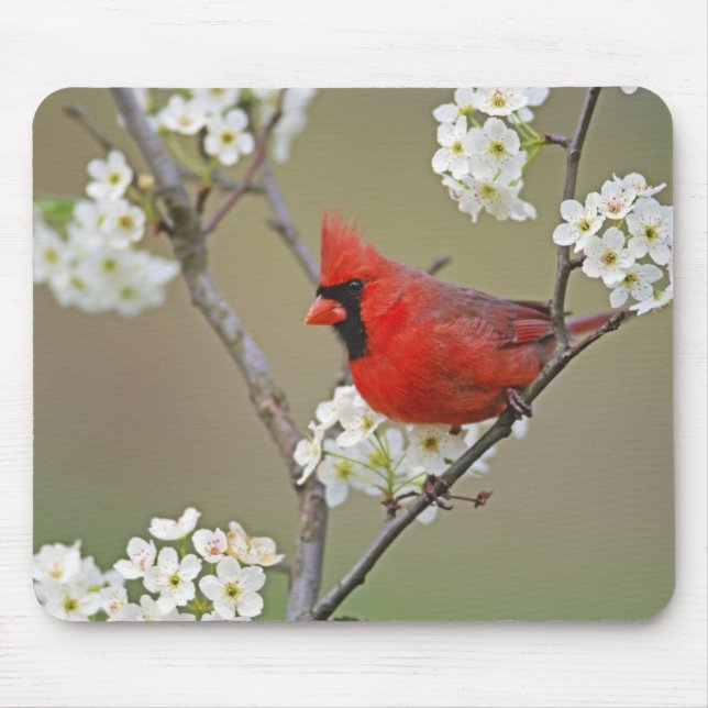 Mousepad Cardinal do norte (Frente)