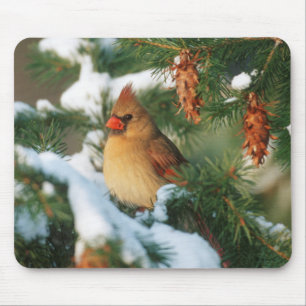 Mousepad Cardinal-do-norte em árvore, Illinois