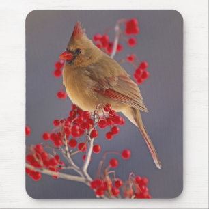 Mousepad Cardinal-do-norte fêmea entre espinheiro