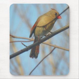Mousepad Cardinal feminino/Pássaro
