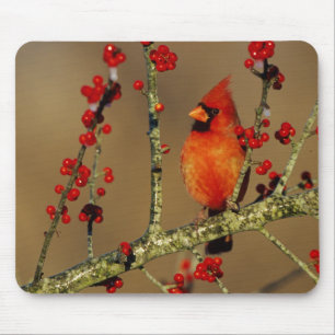 Mousepad Cardinal-vermelho macho empoleirado, IL
