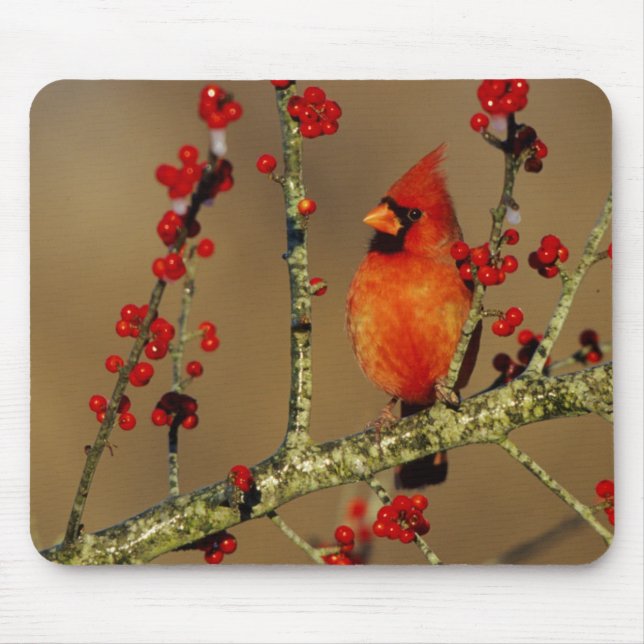 Mousepad Cardinal-vermelho macho empoleirado, IL (Frente)