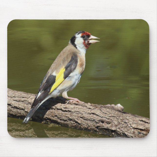 Mousepad Carduelis carduelis (Frente)