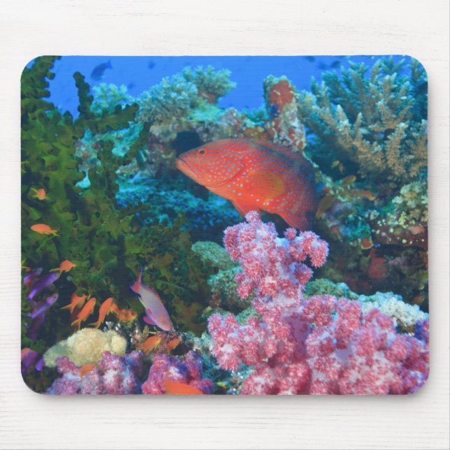 Mousepad cardume de donzelas (Pseudanthias (Frente)