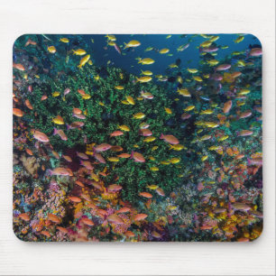 Mousepad Cardumes nadam no recife