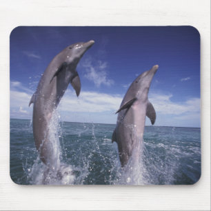 Mousepad Caribenho, golfinhos-nariz-de-garrafa Tursiops