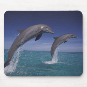 Mousepad Caribenho, golfinhos-nariz-de-garrafa Tursiops