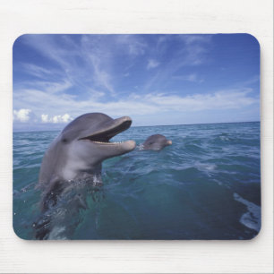 Mousepad Caribenho, Nariz-de-garrafa