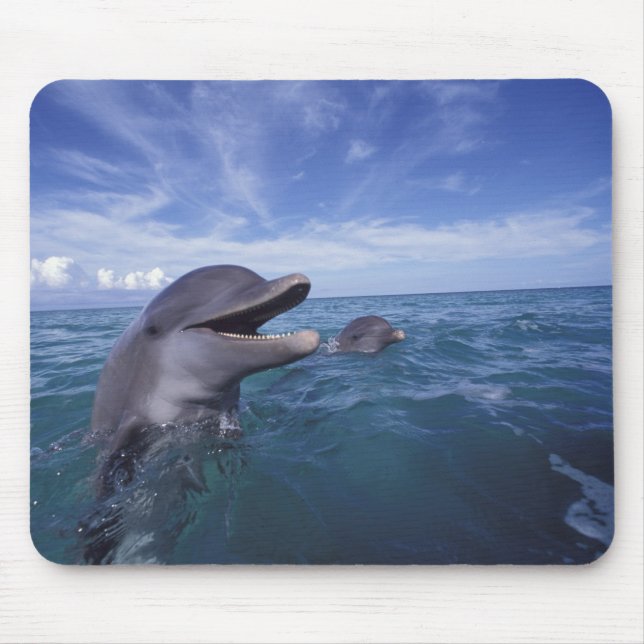 Mousepad Caribenho, Nariz-de-garrafa (Frente)