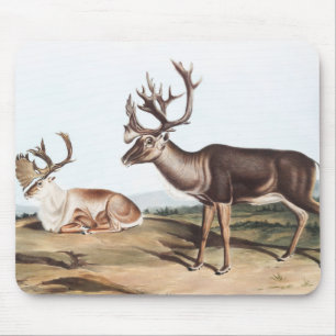 Mousepad Cariou, American Rein Deer (Tarandus furcifer)