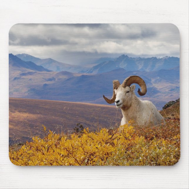 Mousepad carneiro de Dall, Ovis dalli, carneiro (Frente)