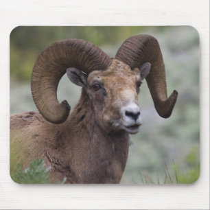 Mousepad Carneiro de Ovelha Bighorn das Montanhas Rochosas