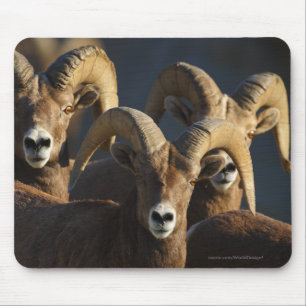 Mousepad Carneiros de Bighorn