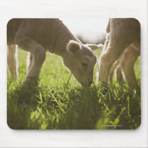 Mousepad Carneiros que pastam na grama