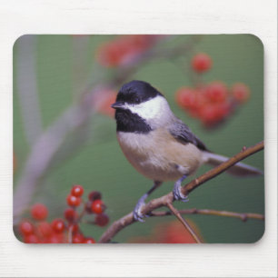Mousepad Carolina Chickadee