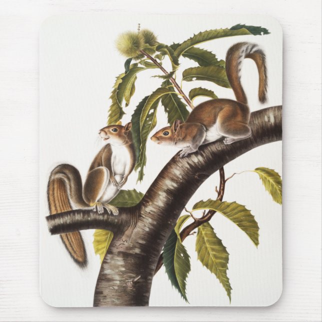 Mousepad Carolina Cinza Squirrel (Sciurus Carolinensis) (Frente)