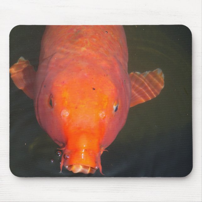 Mousepad Cartão postal de peixe Orange Koi (Frente)