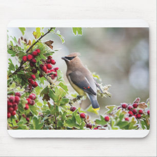 Mousepad Cartões de saudação Wildlife - Cedar Waxwing
