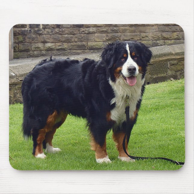 Mousepad Casaco de cão da Montanha Bernese (Frente)