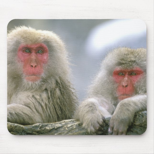 Mousepad Casal Macaco-Neve, Macaco Japonês, (Frente)