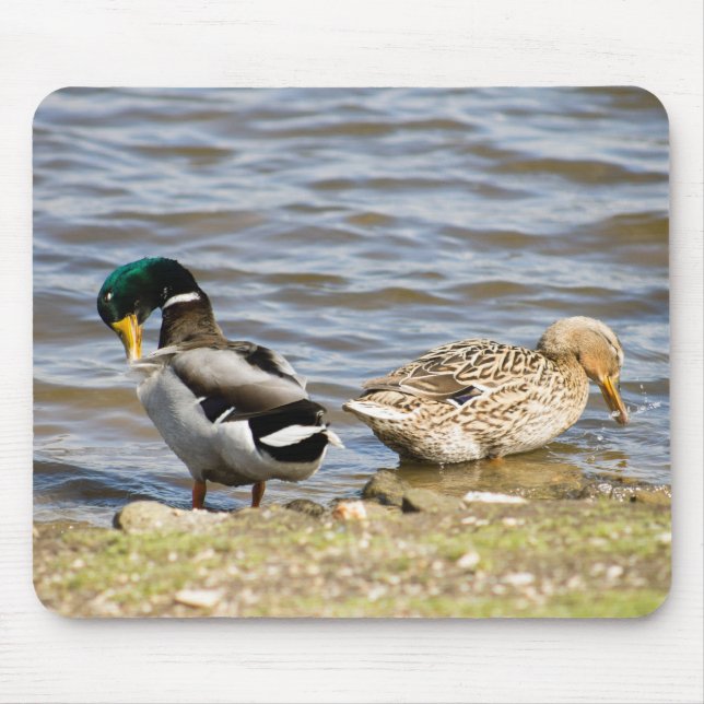 Mousepad Casal Mallard Duck (Frente)