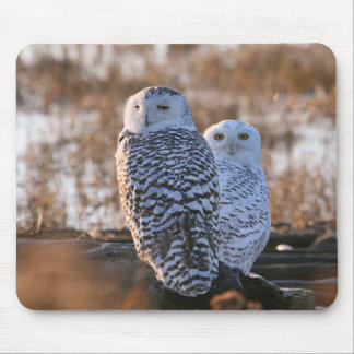 Mousepad Casal nevado da coruja