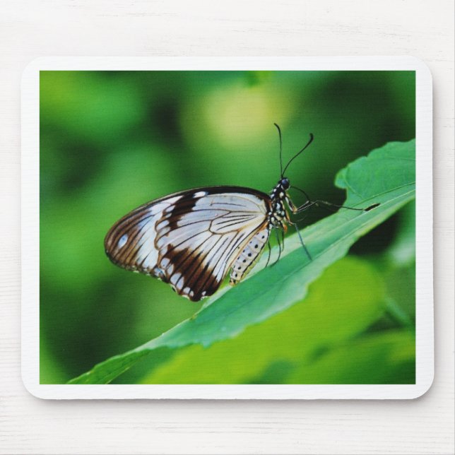 Mousepad Castanho escuro e borboleta Cinza (Frente)