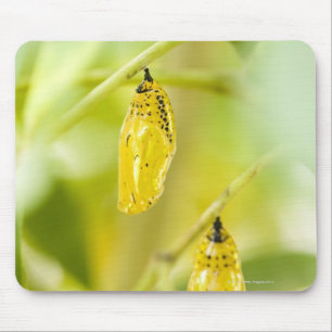 Mousepad Casulo da borboleta de papel do papagaio, Okinawa