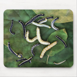 Mousepad Catalpa Worms Catfish Bait Fotografia