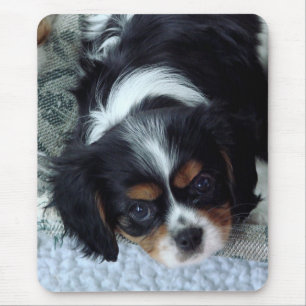 Mousepad Cavaleiro Rei Charles Spaniel