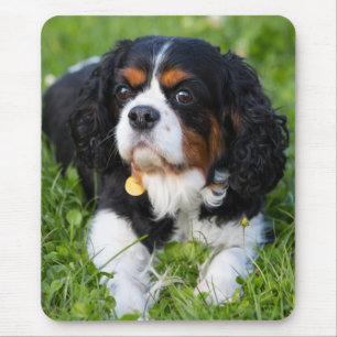 Mousepad Cavaleiro Tricolor Rei Charles Spaniel Cachorro