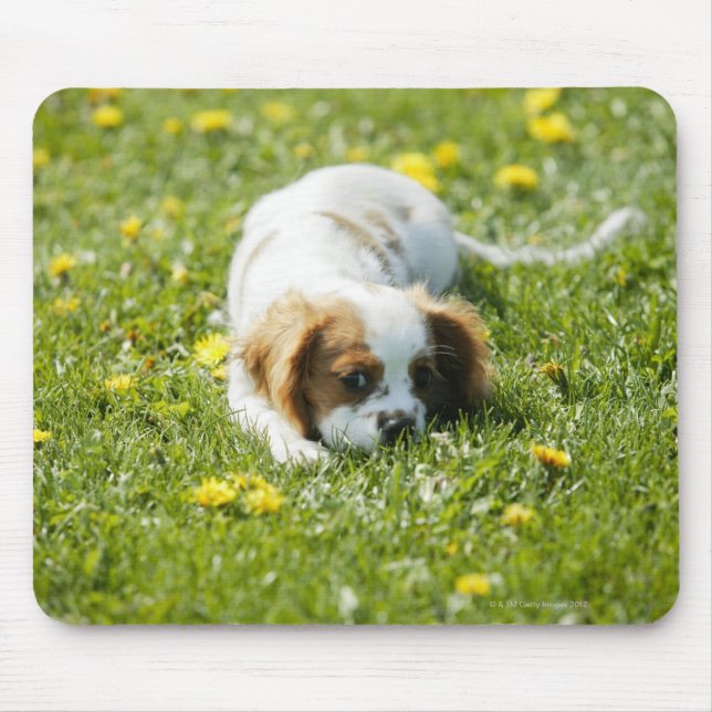 Mousepad Cavalier King Charles Spaniel (Frente)