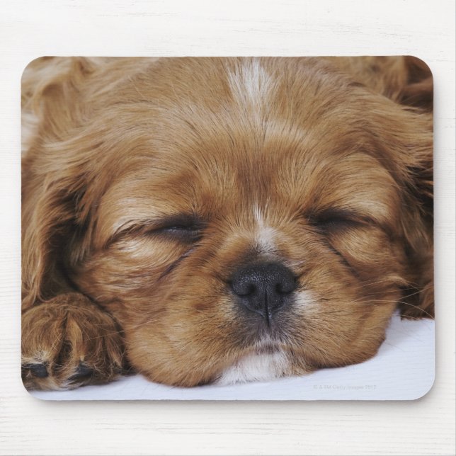 Mousepad Cavalier King Charles Spaniel dormindo (Frente)