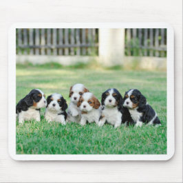 Mousepad Cavalier King Charles Spaniel filhotes