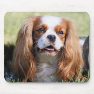 Mousepad Cavalier rei Charles spaniel