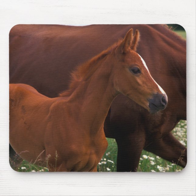 Mousepad Cavalo Árabe Perto da Mãe (Frente)
