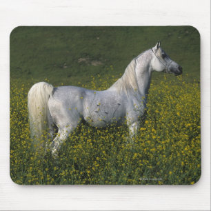 Mousepad Cavalo árabe que está nas flores