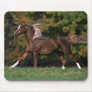 Mousepad Cavalo árabe que funciona no campo gramíneo