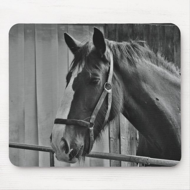 Mousepad Cavalo Branco Negro - Fotografia Animal (Frente)