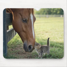 Cavalo com gatinho em uma pastagem de fazenda