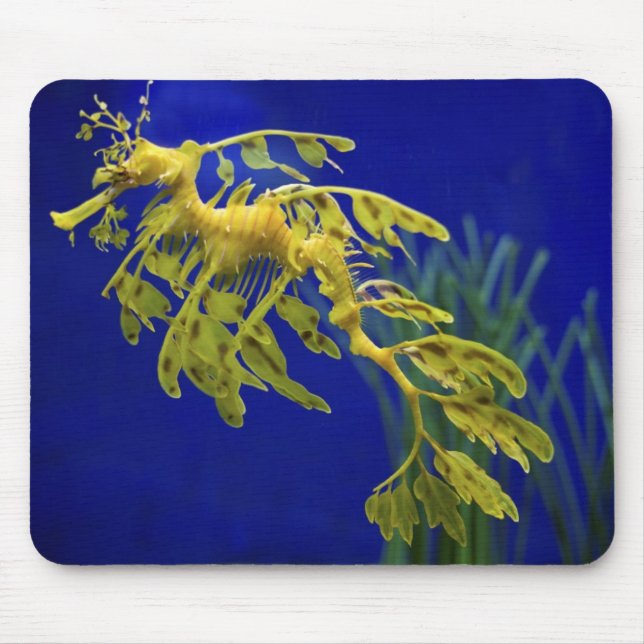 Mousepad Cavalo de mar (Frente)