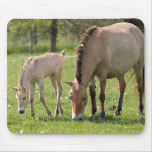Mousepad Cavalo de Przewalski e Espuma de Foal