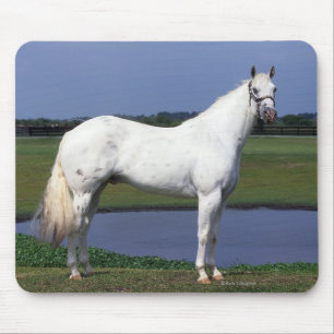 Mousepad Cavalo do Appaloosa