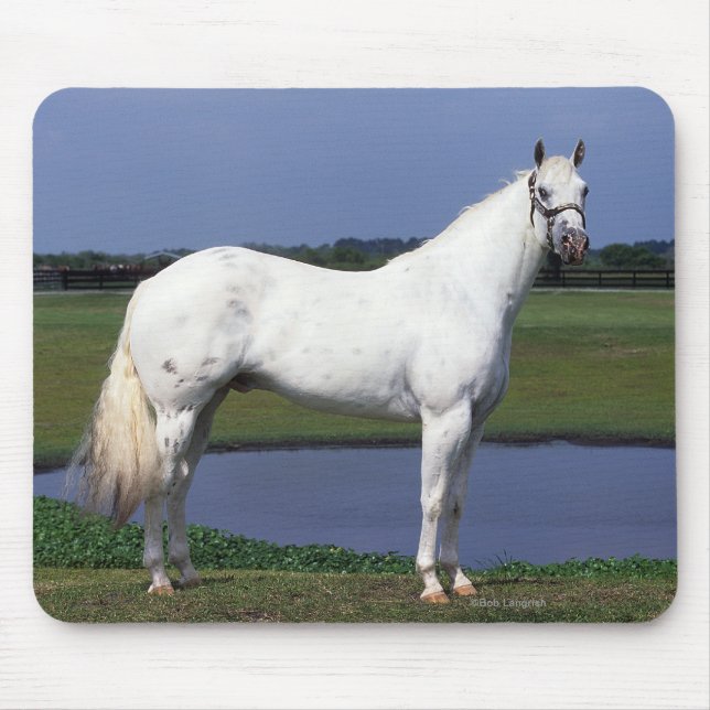 Mousepad Cavalo do Appaloosa (Frente)