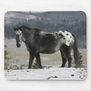 Mousepad Cavalo do Appaloosa na neve