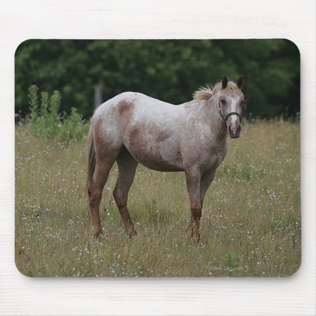 Mousepad Cavalo do Appaloosa que está na grama (Frente)