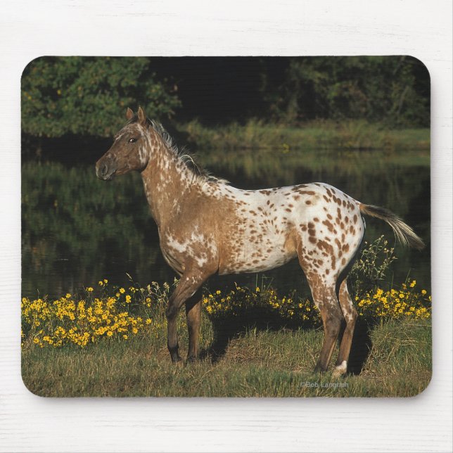 Mousepad Cavalo do Appaloosa que está pelo lago (Frente)