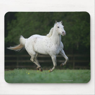 Mousepad Cavalo do Appaloosa que funciona 1