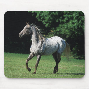 Mousepad Cavalo do Appaloosa que funciona 2