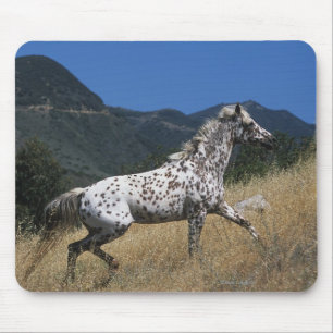 Mousepad Cavalo do Appaloosa que funciona acima a montanha
